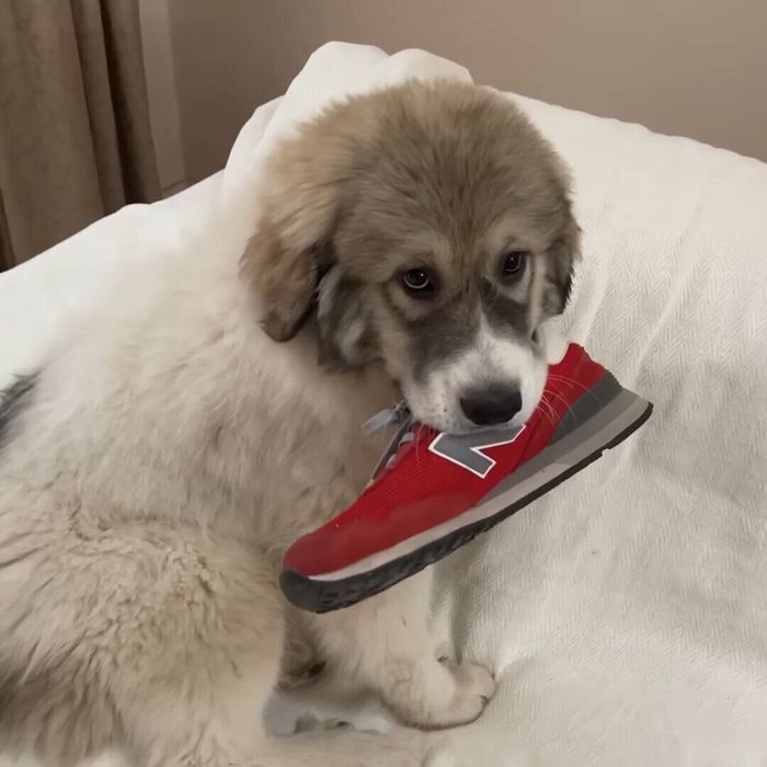 お客さんの靴を持ち出したベルちゃん