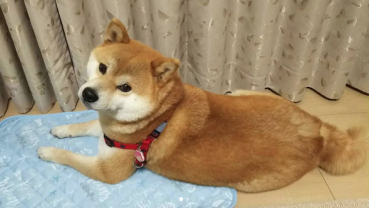 超使える カワイイ ダイソーで必見の100均アイテム6選 いぬのきもちweb Magazine 超使える カワイイ ダイソーで必見の100均アイテム6選 いぬのきもちweb Magazine
