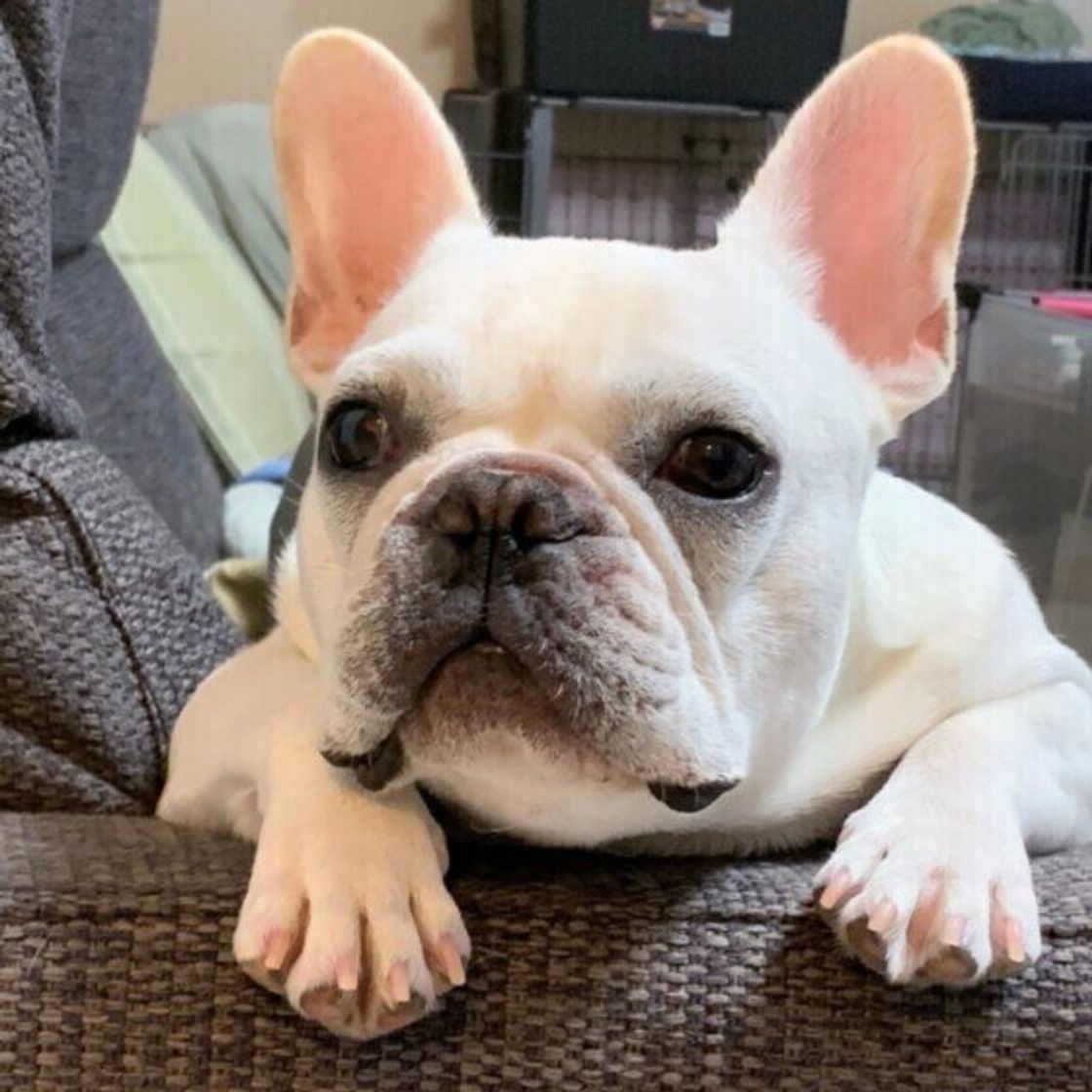 散歩やゴハンの時間になるとソワソワ 犬には時間がわかるの いぬのきもちweb Magazine 散歩やゴハンの時間になるとソワソワ 犬には時間がわかるの いぬのきもちweb Magazine