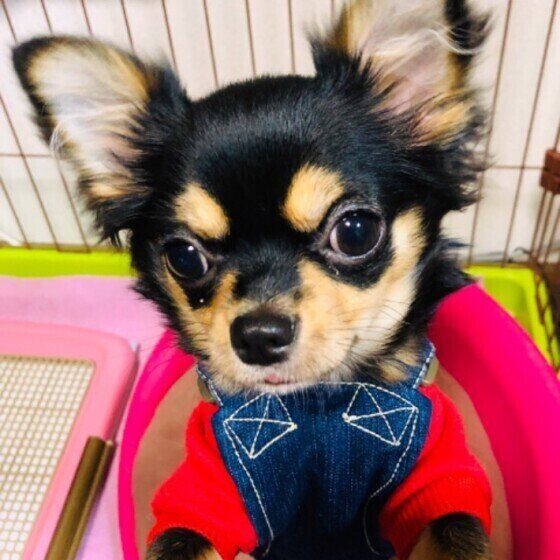 目をウルウルさせるチワワ