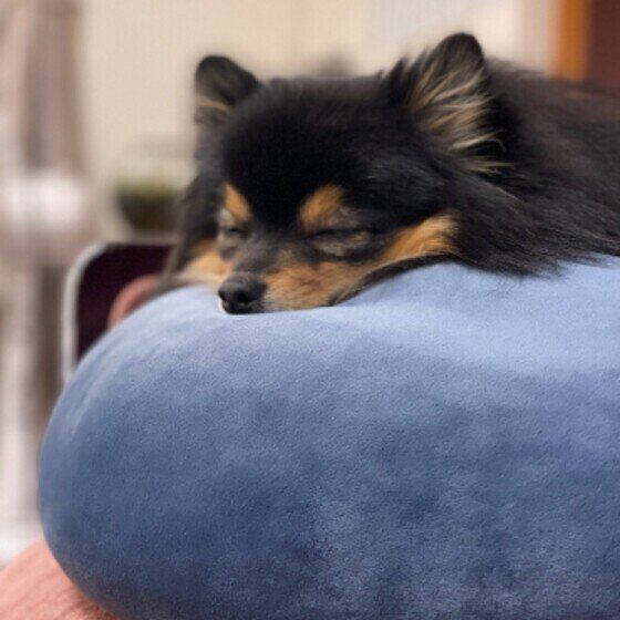 犬が なでて と近寄ってきたら なでなでで喜ぶ部位とうっとりさせる方法 いぬのきもちweb Magazine