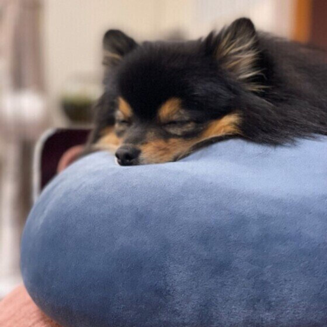 犬が なでて と近寄ってきたら なでなでで喜ぶ部位とうっとりさせる方法 いぬのきもちweb Magazine 犬が なでて と近寄ってきたら なでなでで喜ぶ部位とうっとりさせる方法 いぬのきもちweb Magazine