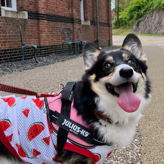 お出かけ中のウェルシュ・コーギー・ペンブローク