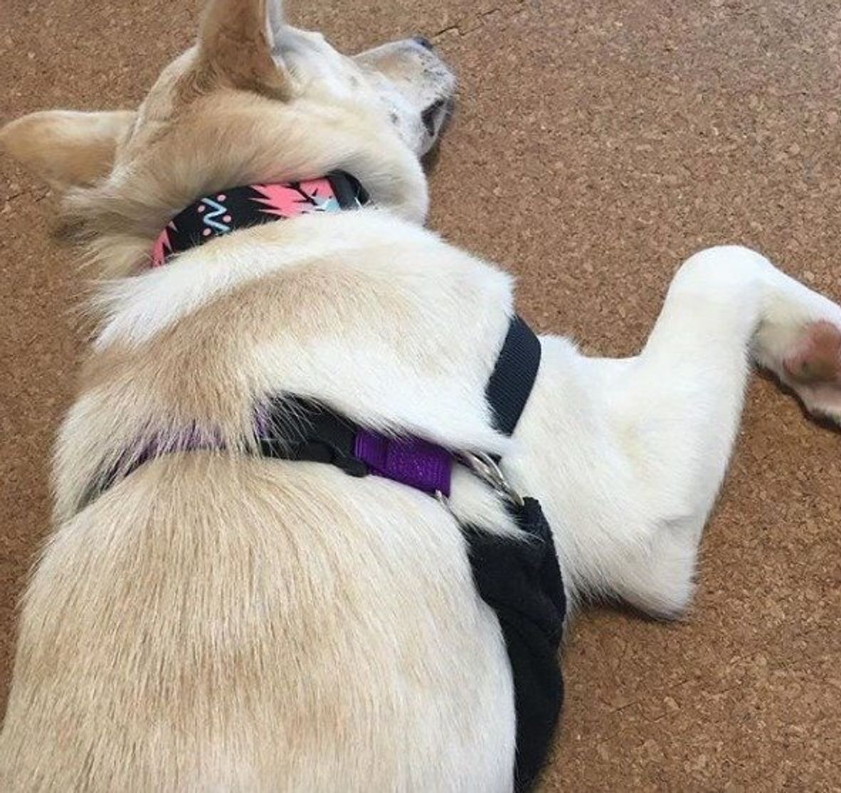 獣医師に聞いた 犬はすねるの 犬のふて寝画像とともに解説 いぬのきもちweb Magazine 獣医師に聞いた 犬はすねるの 犬のふて寝画像とともに解説 いぬのきもちweb Magazine