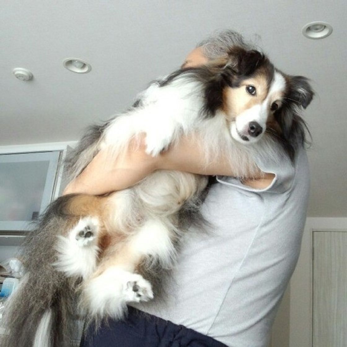 無意識に与えてしまっているかも 犬の意外なストレスの原因とは いぬのきもちweb Magazine 無意識に与えてしまっているかも 犬の意外なストレスの原因とは いぬのきもちweb Magazine