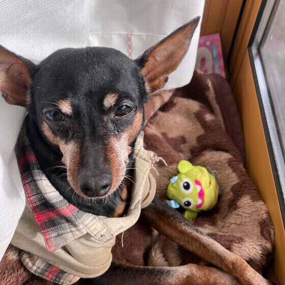 寒くなると多くなる犬の膀胱炎、自宅でできる予防法を獣医師に聞いた いぬのきもち