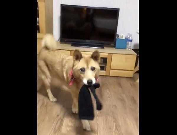 落ちてるものを届けてくれるルーさん