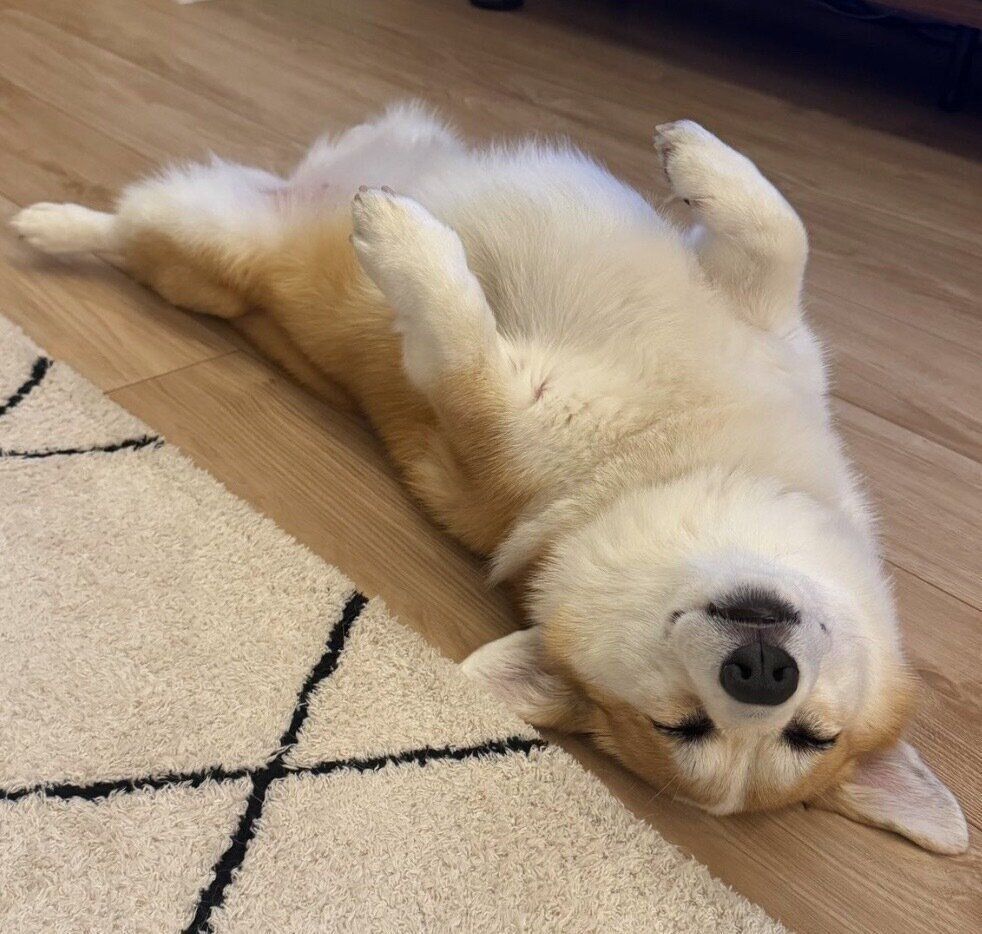 ヘソ天寝をしているルルちゃん