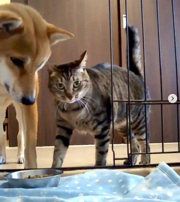 猫にごはんを狙われる柴犬