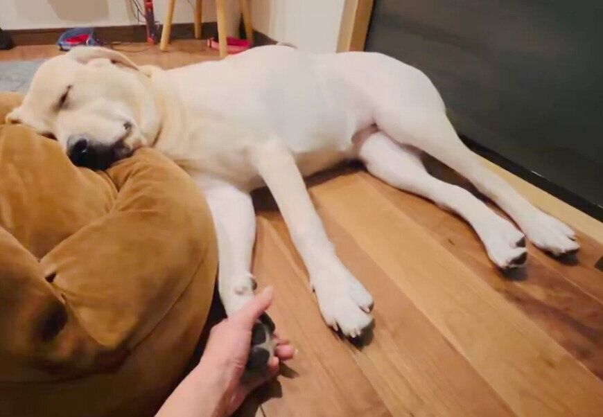 スヤスヤ眠るこまちゃん