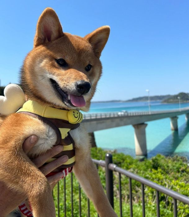 お出かけ先でも、いろんな人に可愛がってもらったむぎちゃん