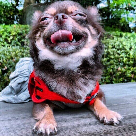 スマイルのチワワ