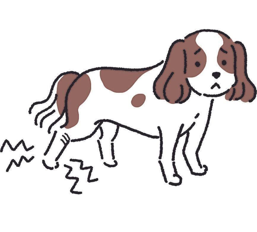 犬が階段を嫌がる 散歩を嫌がる もしかしたら 慢性痛 のサインかも いぬのきもちweb Magazine