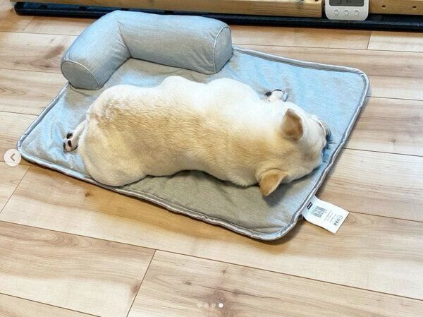 ひんやりするマットの上で眠るひまわりちゃん