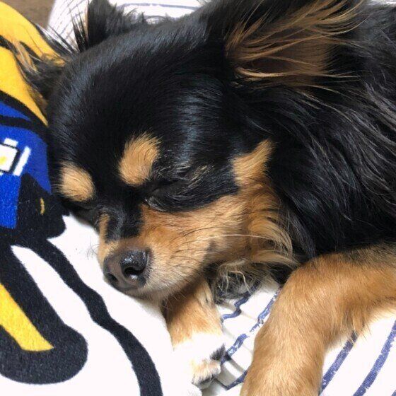 すやすや眠るチワワ