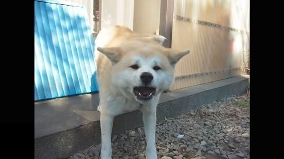 番犬のシゴトって案外大変なのかも めんどくさそうに威嚇するワンコ なんだよもぉ 感がスゴイ いぬのきもちweb Magazine 番犬のシゴトって案外大変なのかも めんどくさそうに威嚇するワンコ なんだよもぉ 感がスゴイ いぬのきもちweb Magazine