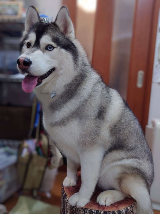 切り株のスツールでくつろぐはるかちゃん