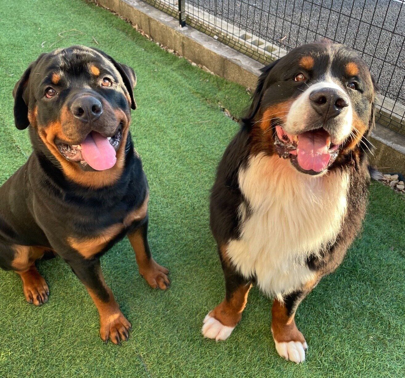 仲良しなセドリックくん、タイカンくん