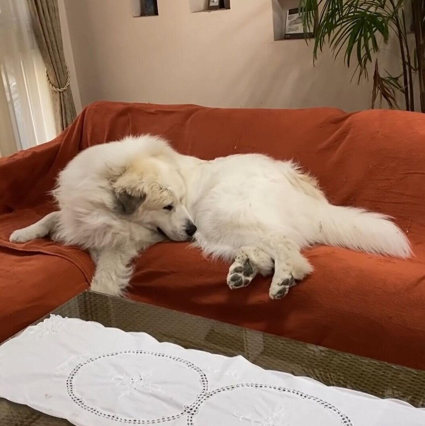 お掃除最終チェックです お気に入りのソファにゴロンと寝転がり 寝心地を確かめる大型犬 いぬのきもちweb Magazine お掃除最終チェックです お気に入りのソファにゴロンと寝転がり 寝心地を確かめる大型犬 いぬのきもちweb Magazine