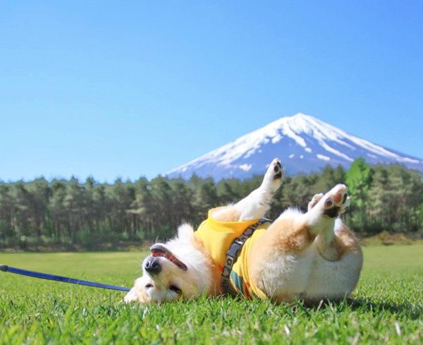 お尻がかわいいコーギー