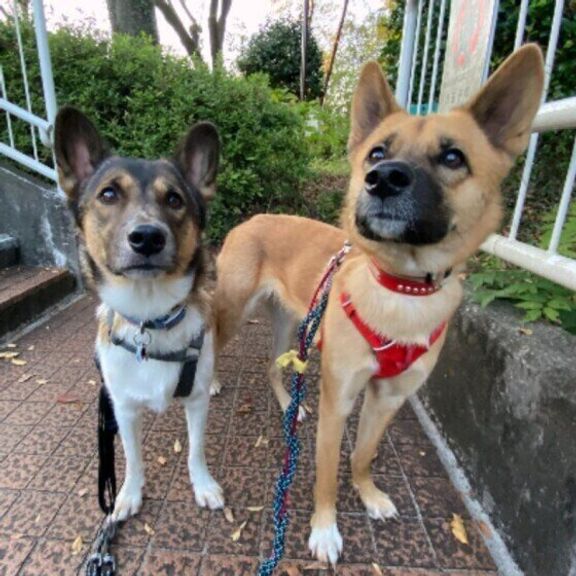 散歩する犬