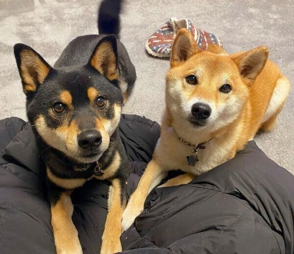 見つめる五十鈴ちゃん、小次狼くん
