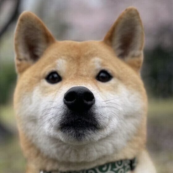 お鼻にピントが合った柴のムツくん