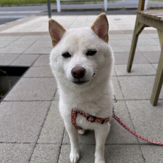 柴のひなちゃん