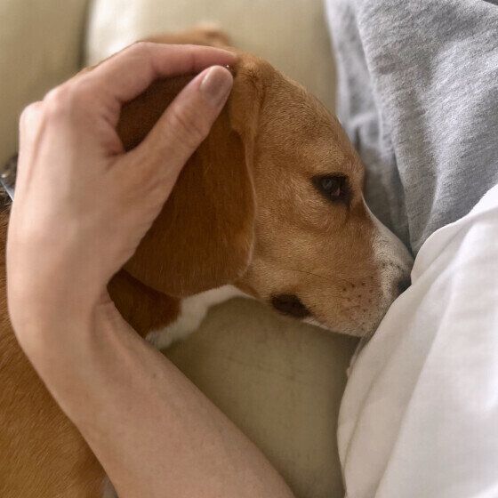 お鼻をくっつけてくるビーグル