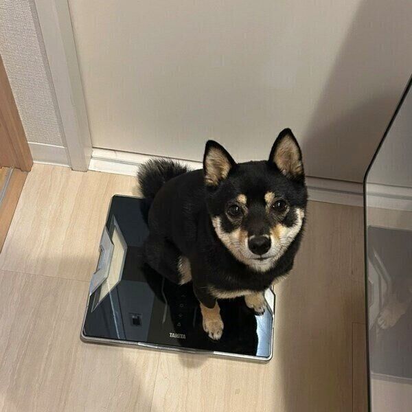体重計に乗るごまちゃん