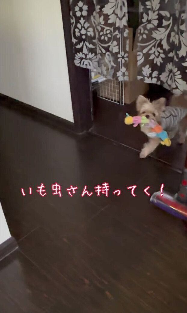 別の部屋からイモムシのおもちゃを持って来たももちゃん