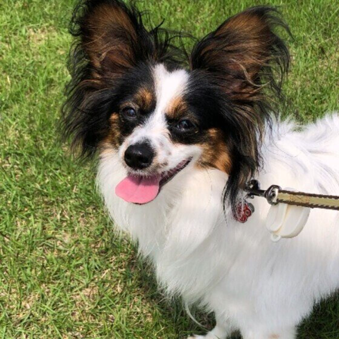 パピヨンの飼い主さんに聞いた愛犬の好きなところ とにかく可愛い の声が溢れた いぬのきもちweb Magazine パピヨンの飼い主さんに聞いた愛犬の好きなところ とにかく可愛い の声が溢れた いぬのきもちweb Magazine