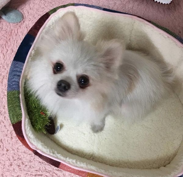 ポメラニアンの姫ちゃん