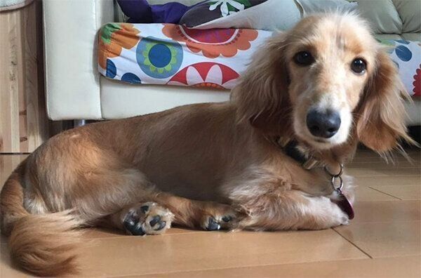 お迎え当時の大吉くん