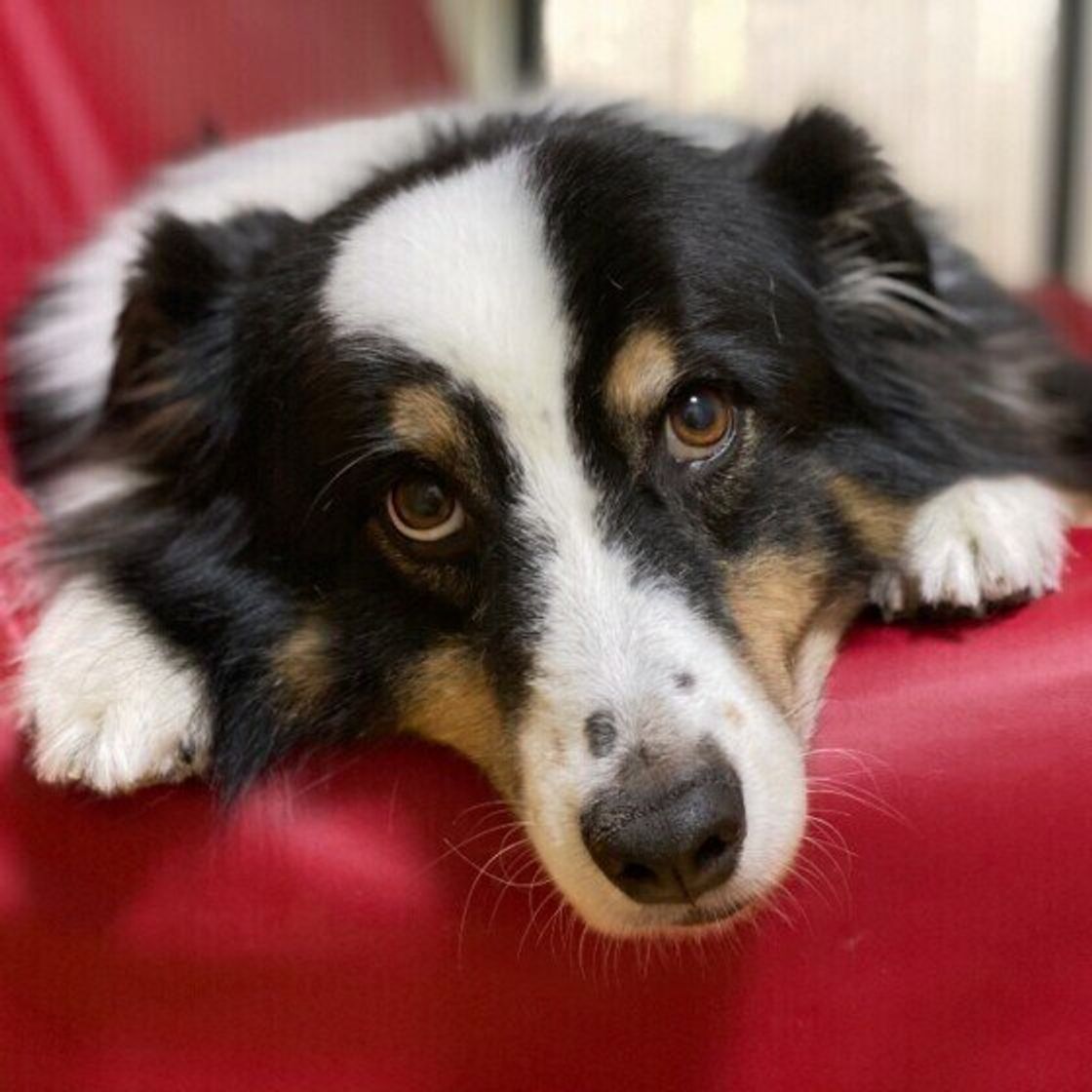 オーストラリアン シェパードの特徴と性格 飼い方 価格相場など 犬図鑑 いぬのきもちweb Magazine オーストラリアン シェパードの特徴と性格 飼い方 価格相場など 犬図鑑 いぬのきもちweb Magazine