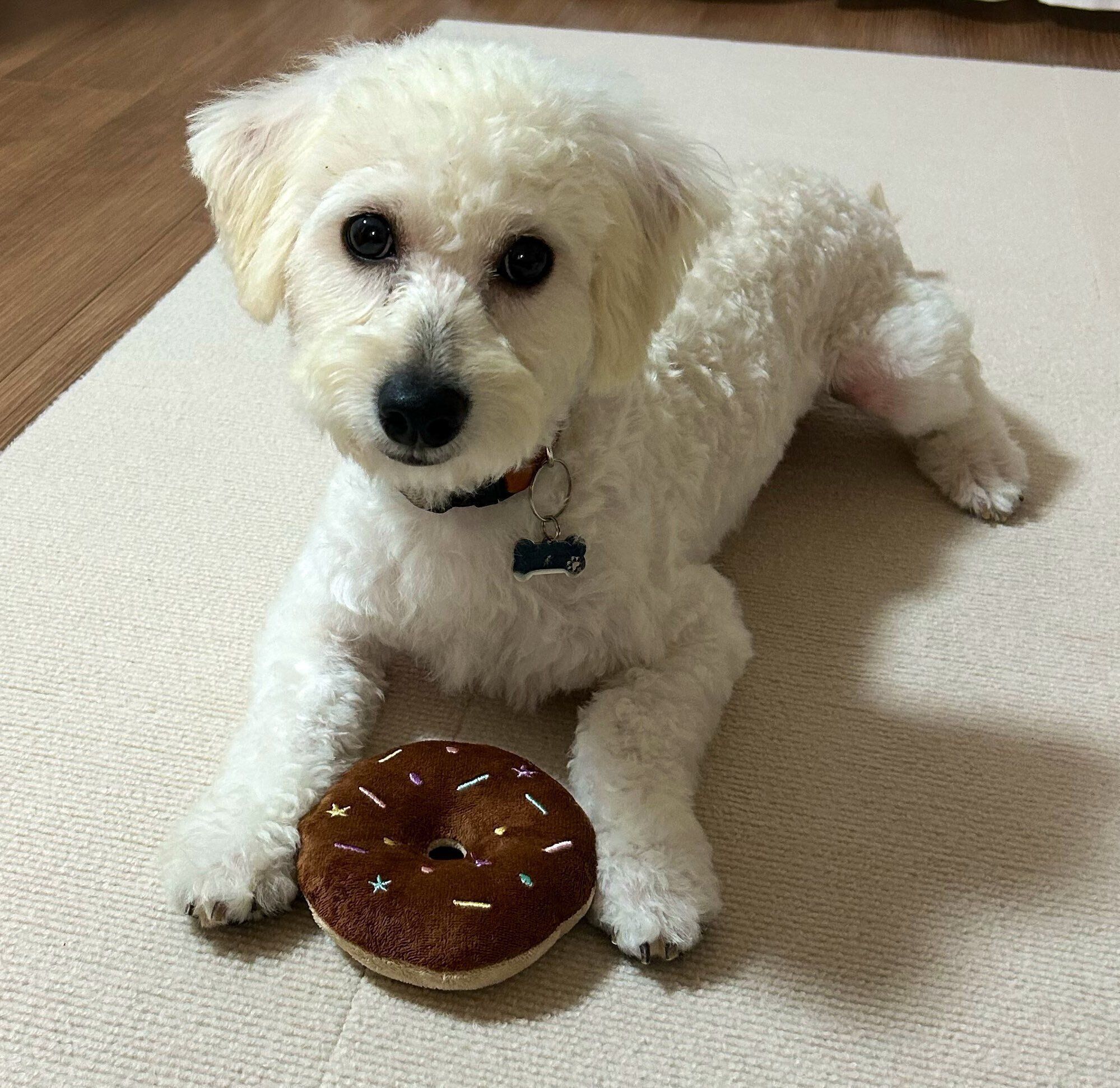 お迎えした当初のソラくん（撮影時推定1〜3才）