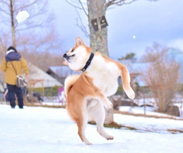 雪遊びをするめんまくん