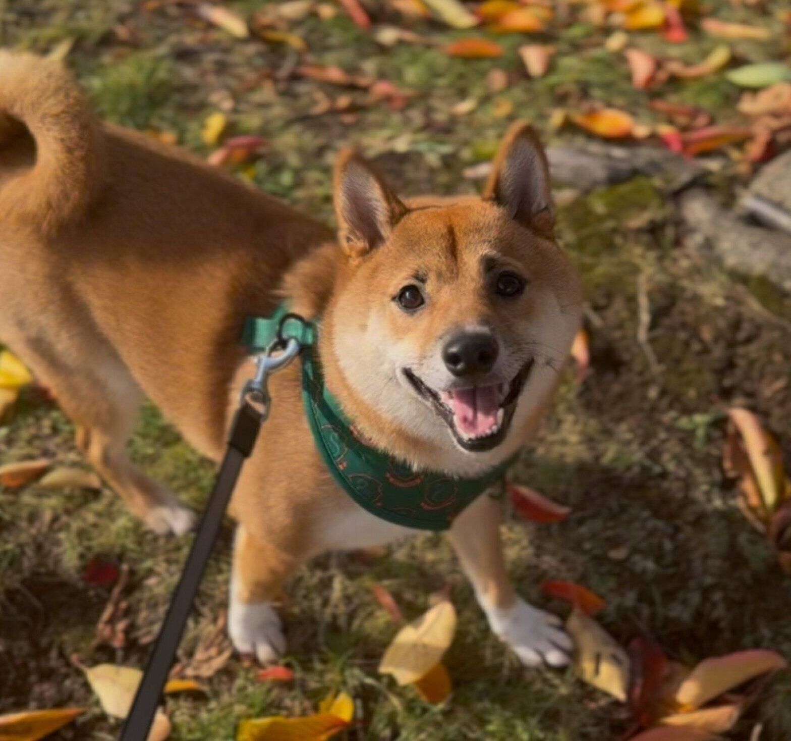 散歩中に笑顔を見せるこてつくん