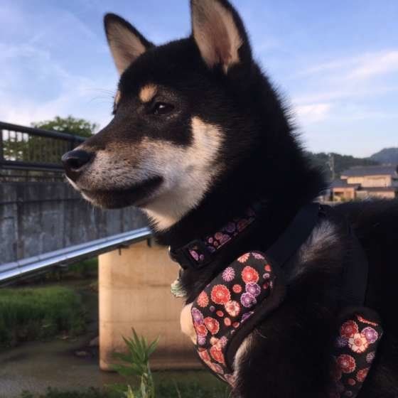 遠くを見つめるいちくん