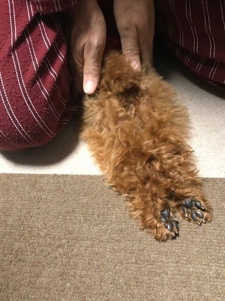 獣医師監修 愛犬が便秘に ウンチを写真で比較し症状や解消法を解説 いぬのきもちweb Magazine