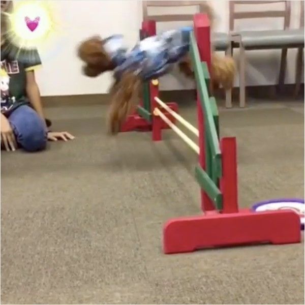 限界に挑戦 高跳びにチャレンジするワンコ 成功できる いぬのきもちweb Magazine