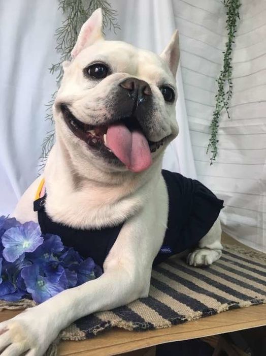 可愛すぎるフレブル