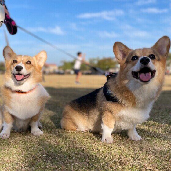 ほほ笑む犬（ウェルシュ・コーギー・ペンブローク、メス／ほか）