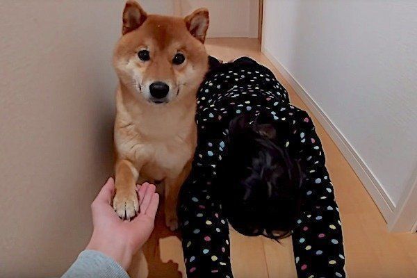 飼い主さんが倒れている場に遭遇する柴犬