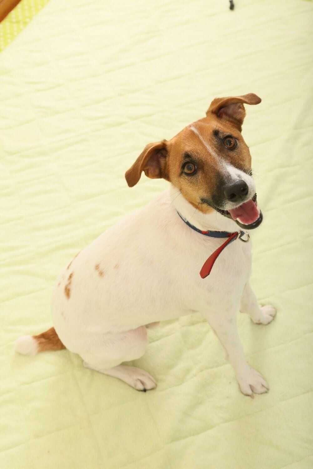 画像はジャック・ラッセル・テリア