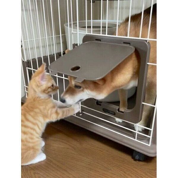 子猫のりんくんのお家を訪問するぷくちゃん