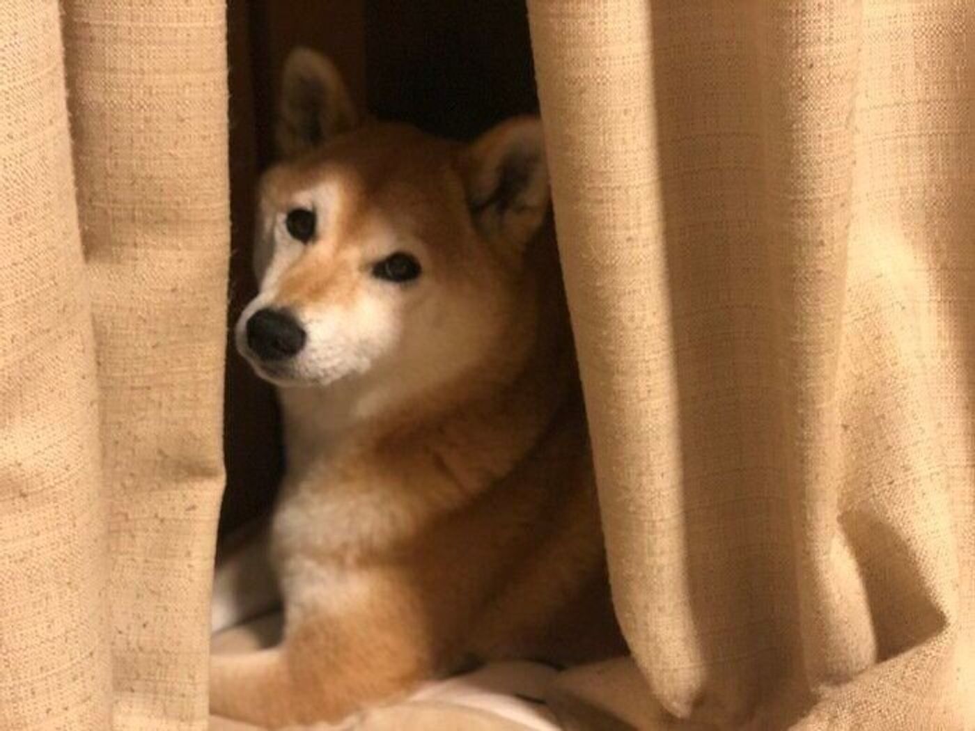 柴犬マロたん 健康診断によりお散歩強化期間中です いぬのきもちweb Magazine 柴犬マロたん 健康診断によりお散歩強化期間中です いぬのきもちweb Magazine