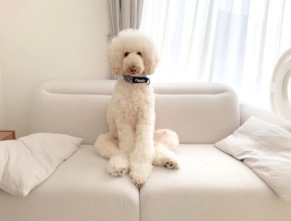 スタンダード・プードルのもずくちゃん