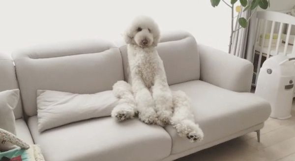 座り方が独特なスタンダードプードル