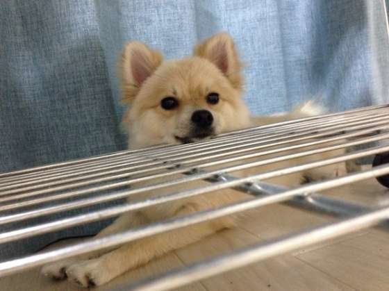 ポメラニアンのロクちゃん